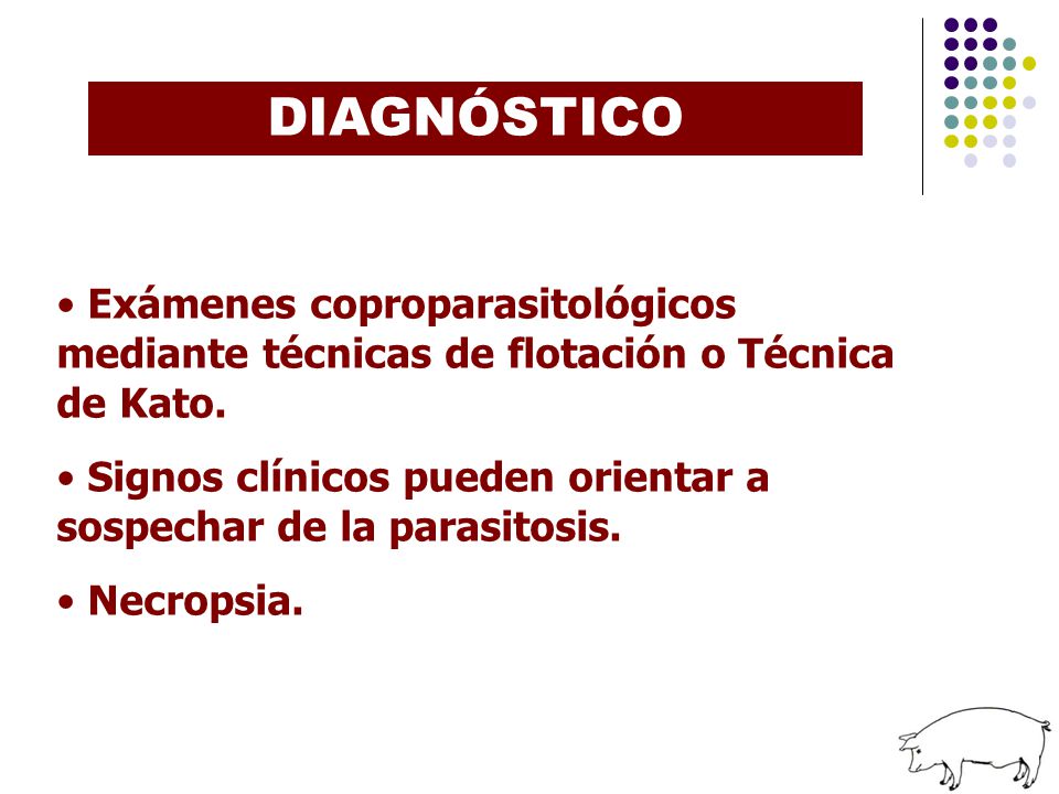 DIAGNÓSTICO Exámenes coproparasitológicos mediante técnicas de flotación o Técnica de Kato.