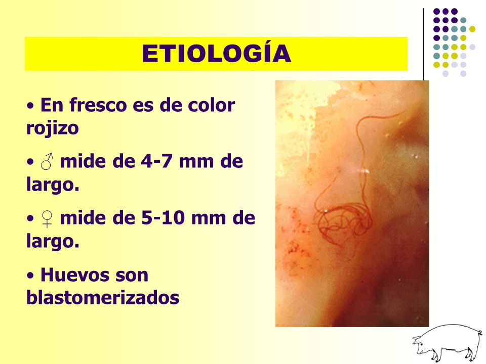 ETIOLOGÍA En fresco es de color rojizo ♂ mide de 4-7 mm de largo.
