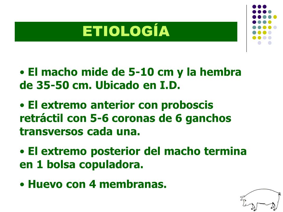 ETIOLOGÍA El macho mide de 5-10 cm y la hembra de cm. Ubicado en I.D.