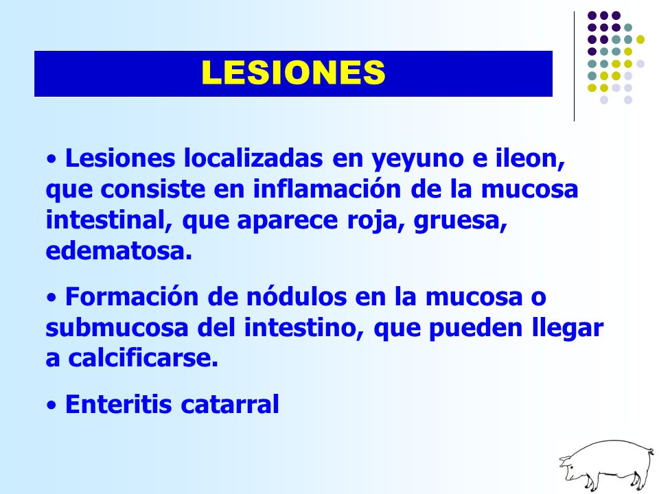 LESIONES Lesiones localizadas en yeyuno e ileon, que consiste en inflamación de la mucosa intestinal, que aparece roja, gruesa, edematosa.