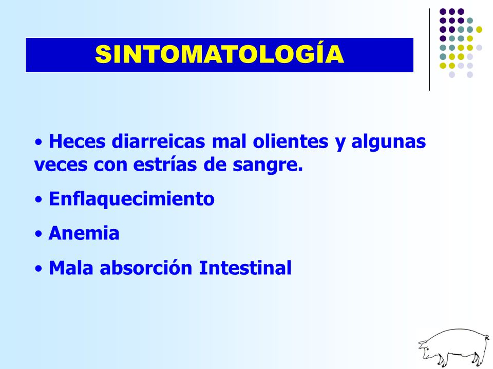 SINTOMATOLOGÍA Heces diarreicas mal olientes y algunas veces con estrías de sangre. Enflaquecimiento.