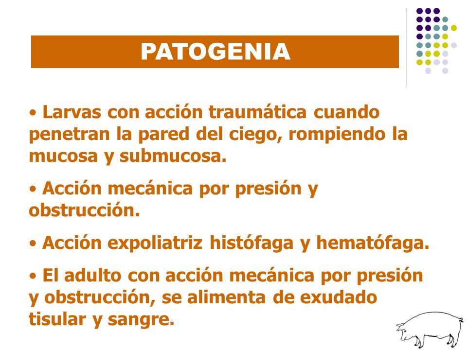PATOGENIA Larvas con acción traumática cuando penetran la pared del ciego, rompiendo la mucosa y submucosa.