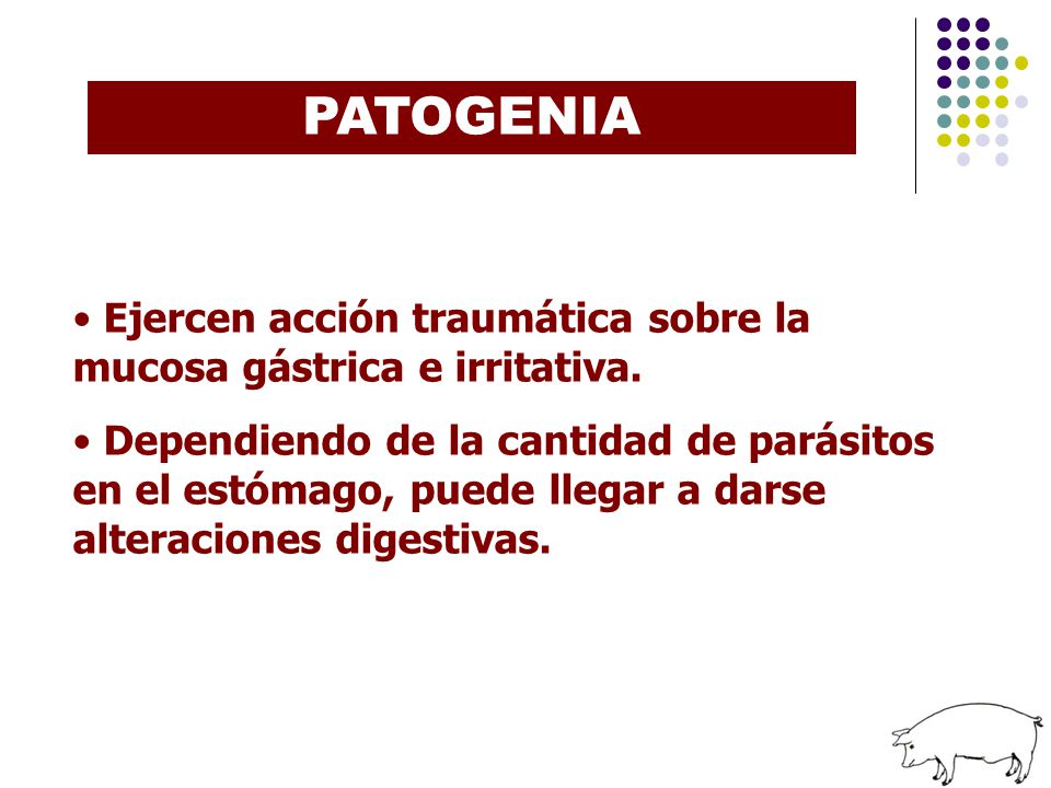 PATOGENIA Ejercen acción traumática sobre la mucosa gástrica e irritativa.