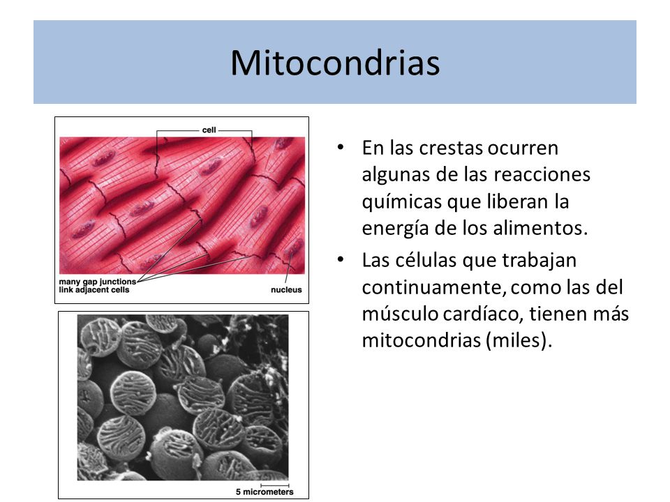 Mitocondrias En las crestas ocurren algunas de las reacciones químicas que liberan la energía de los alimentos.