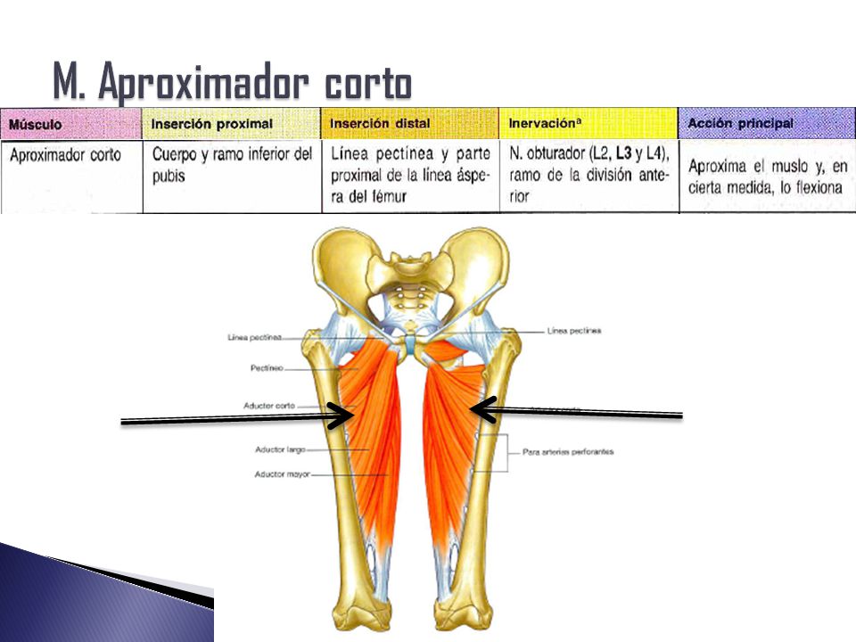 M. Aproximador corto En la profundida del aproximador largo y pectineo