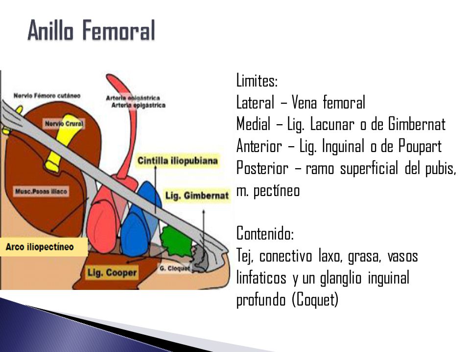 Anillo Femoral Limites Online, 53% OFF | www.ipecal.edu.mx