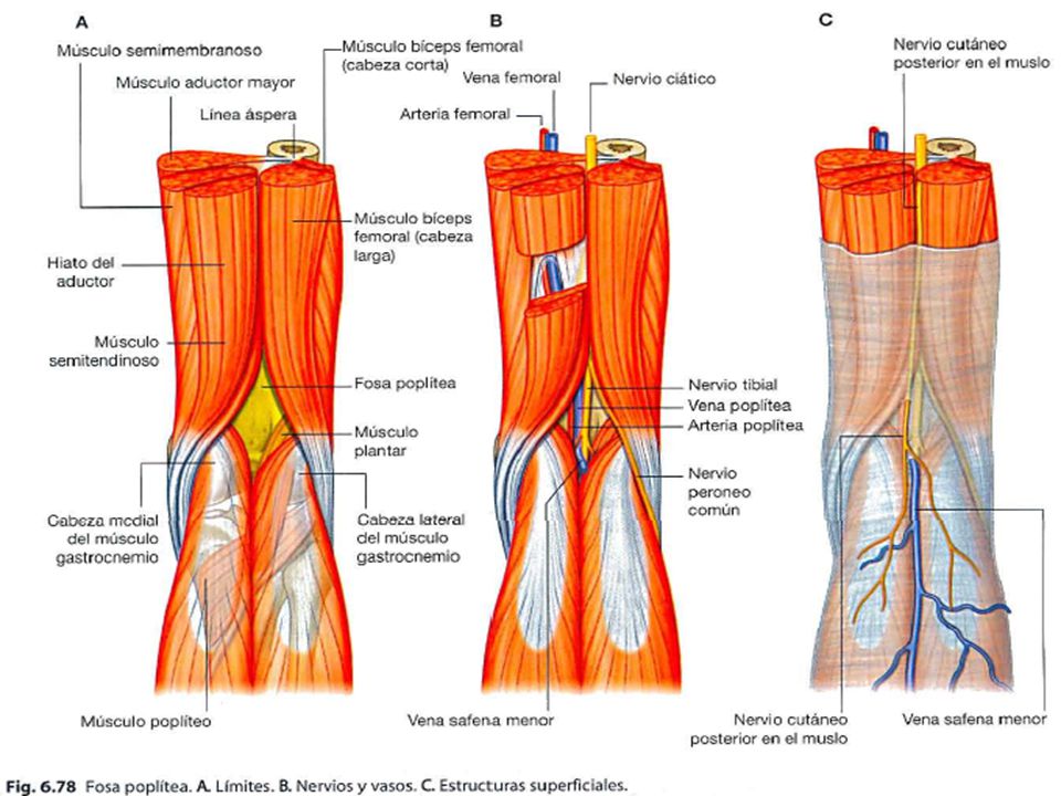 Safena menor es superficial, ciatico suele terminar en el angulo superior de la fosa dividiendose en tibial (division medial mas grande del ciatico)y peroneo comun (lateral y mas pequeño)
