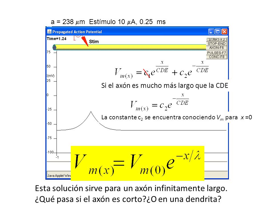 a = 238 m Estímulo 10 A, 0.25 ms Si el axón es mucho más largo que la CDE. La constante c2 se encuentra conociendo Vm para x =0.
