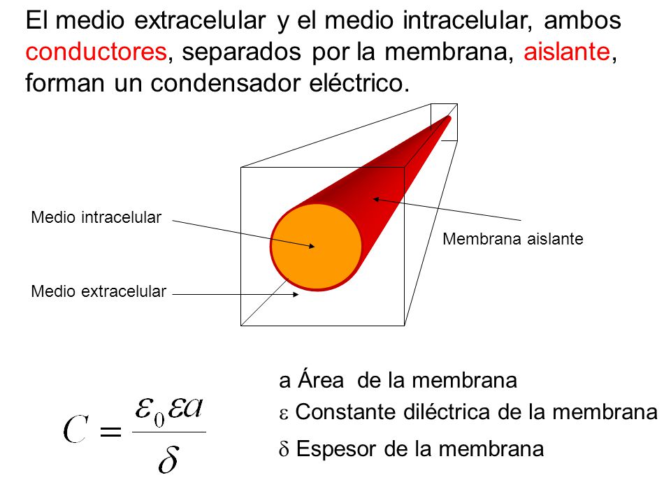 El medio extracelular y el medio intracelular, ambos conductores, separados por la membrana, aislante, forman un condensador eléctrico.