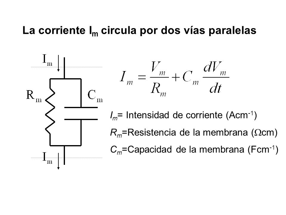 La corriente Im circula por dos vías paralelas
