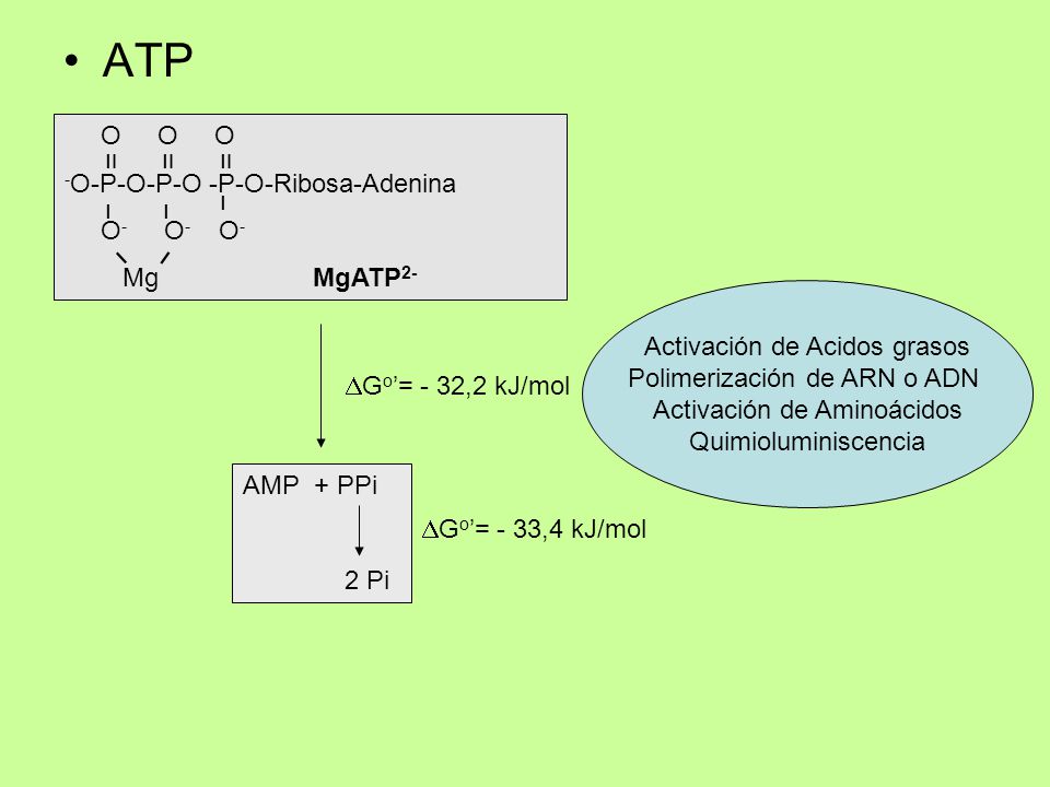 ATP O O O -O-P-O-P-O -P-O-Ribosa-Adenina װ O- O- O- Mg MgATP2- ו