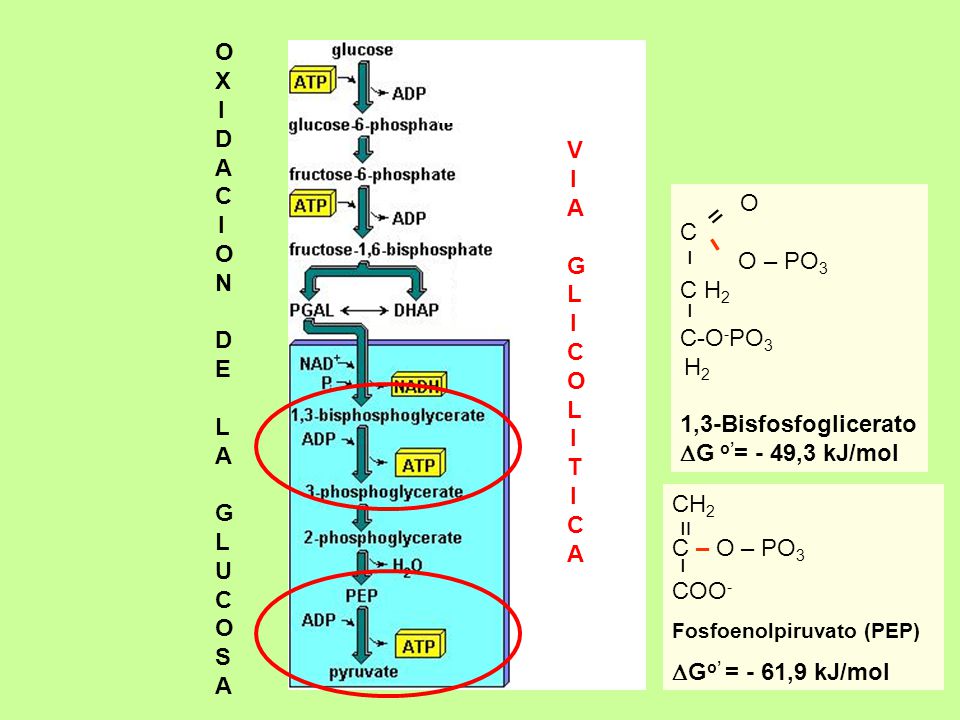 OXIDACION DE LA GLUCOSA