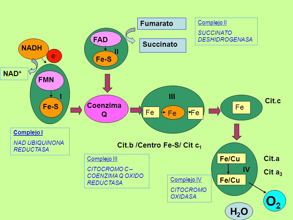 O2 H2O Fumarato FAD Succinato NADH II e- Fe-S NAD+ FMN I III Cit.c