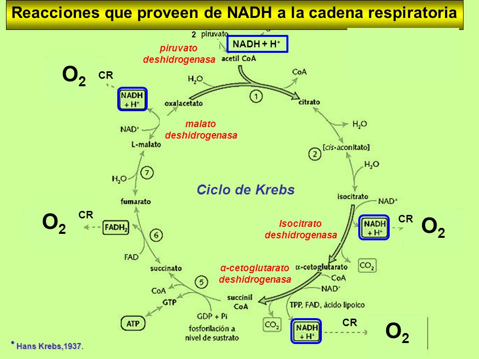 Reacciones que proveen de NADH a la cadena respiratoria