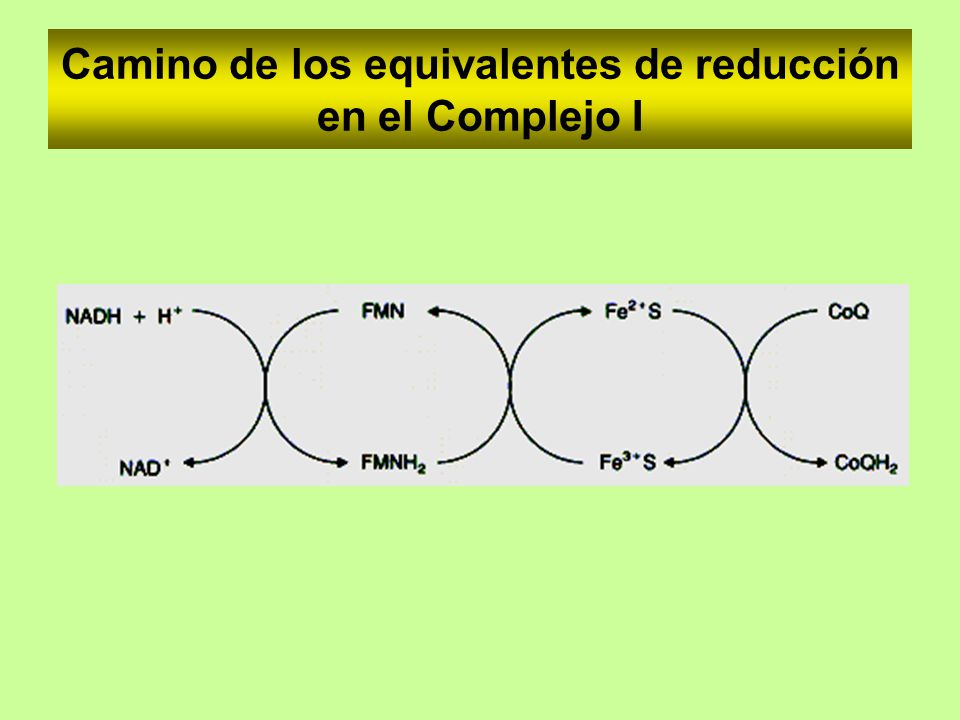 Camino de los equivalentes de reducción en el Complejo I