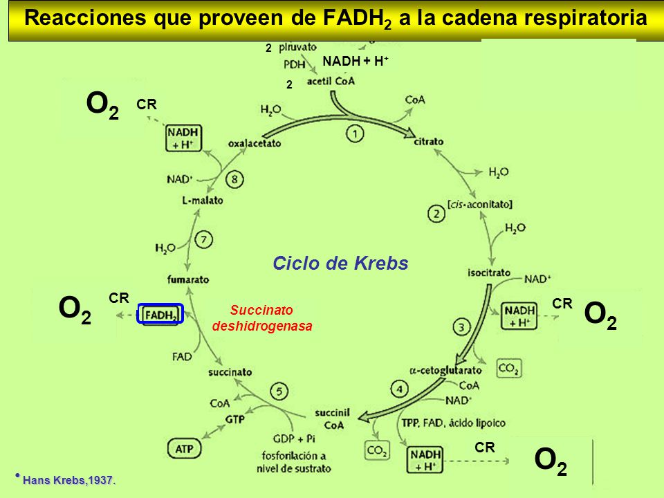 Reacciones que proveen de FADH2 a la cadena respiratoria