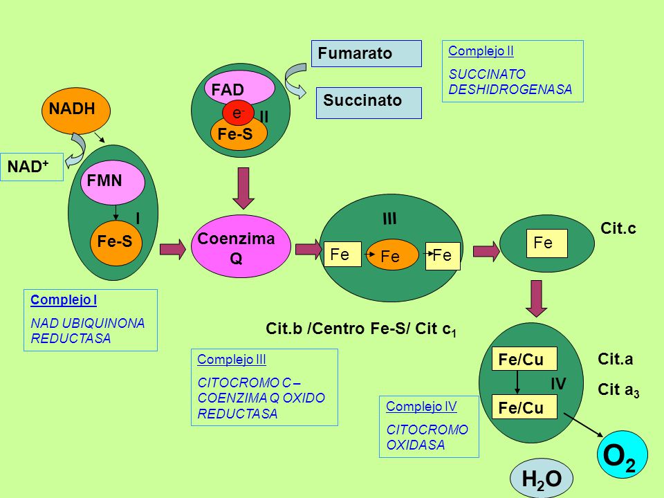 O2 H2O Fumarato FAD Succinato NADH e- II Fe-S NAD+ FMN I III Cit.c