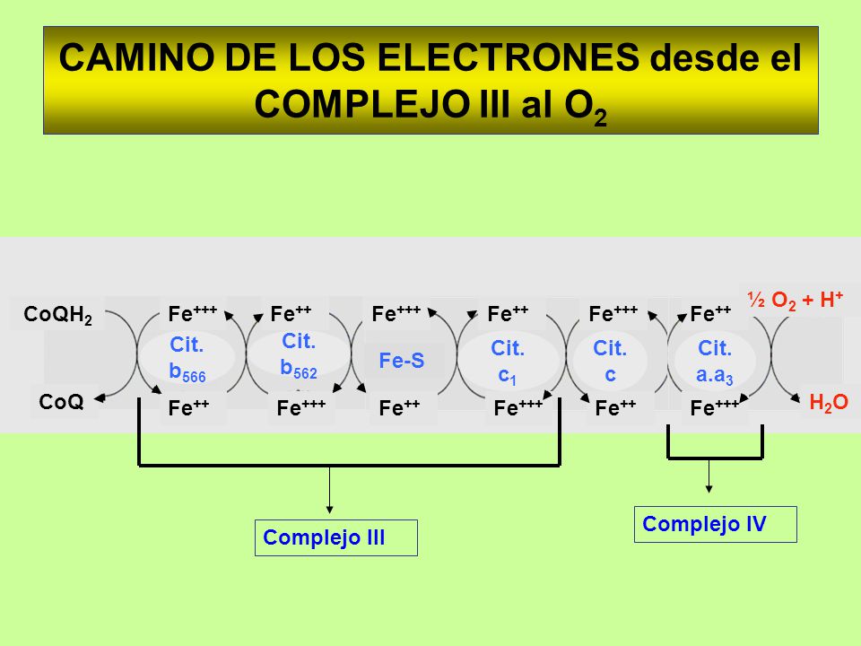 CAMINO DE LOS ELECTRONES desde el COMPLEJO III al O2