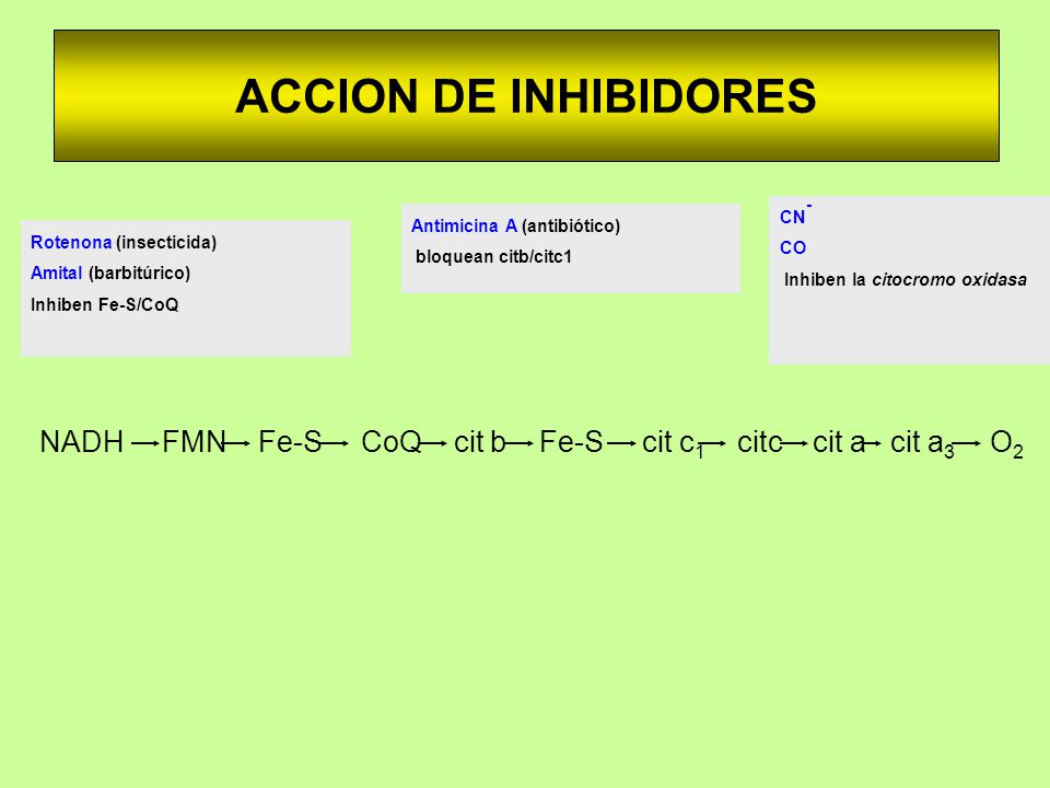 ACCION DE INHIBIDORES CN- CO. Inhiben la citocromo oxidasa. Antimicina A (antibiótico) bloquean citb/citc1.