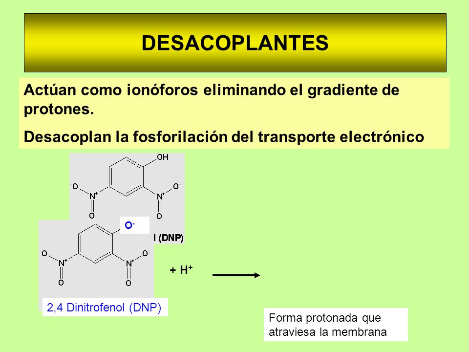 DESACOPLANTES Actúan como ionóforos eliminando el gradiente de protones. Desacoplan la fosforilación del transporte electrónico.