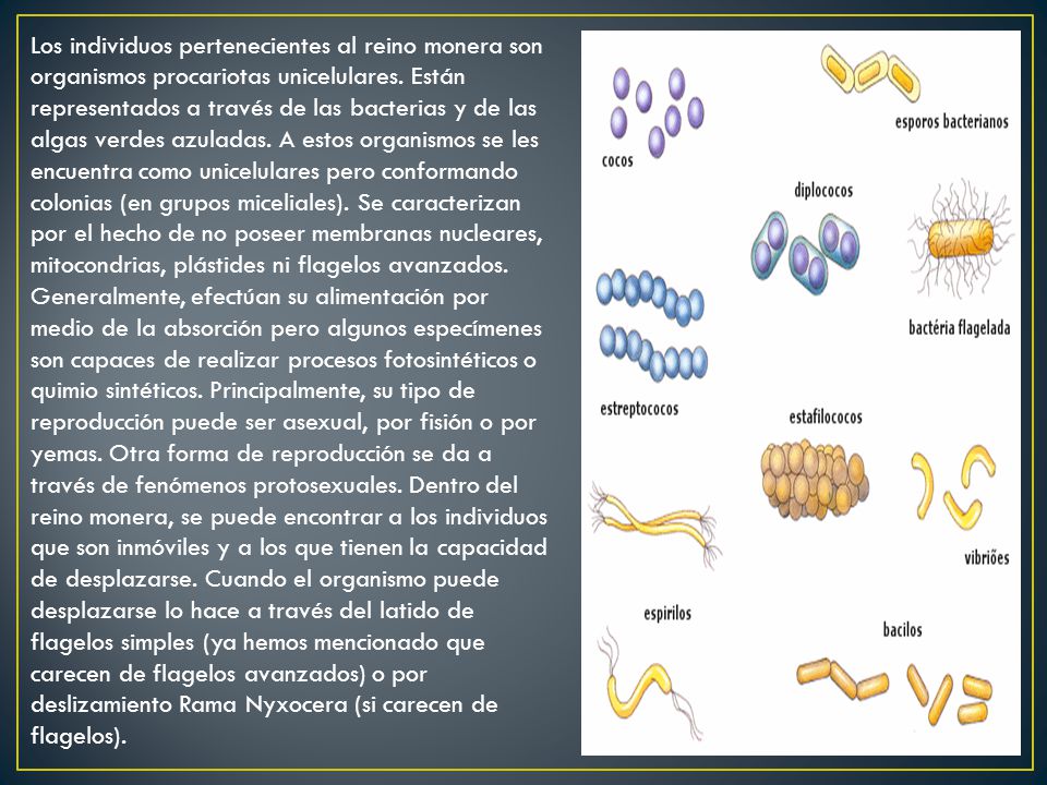 Los individuos pertenecientes al reino monera son organismos procariotas unicelulares.