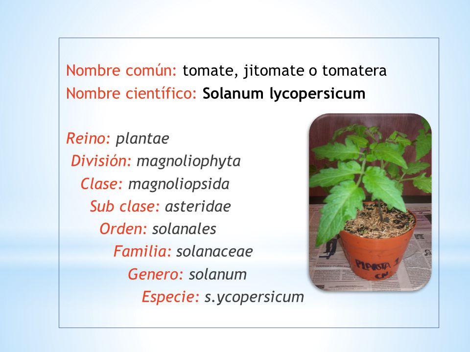 Nombre común: tomate, jitomate o tomatera Nombre científico: Solanum lycopersicum Reino: plantae División: magnoliophyta Clase: magnoliopsida Sub clase: asteridae Orden: solanales Familia: solanaceae Genero: solanum Especie: s.ycopersicum