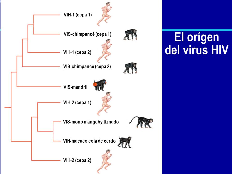 VIS-mono mangeby tiznado VIH-macaco cola de cerdo