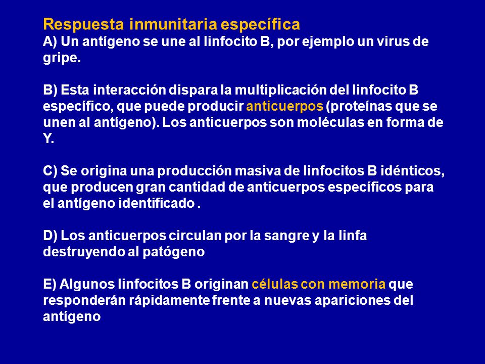 Respuesta inmunitaria específica A) Un antígeno se une al linfocito B, por ejemplo un virus de gripe.