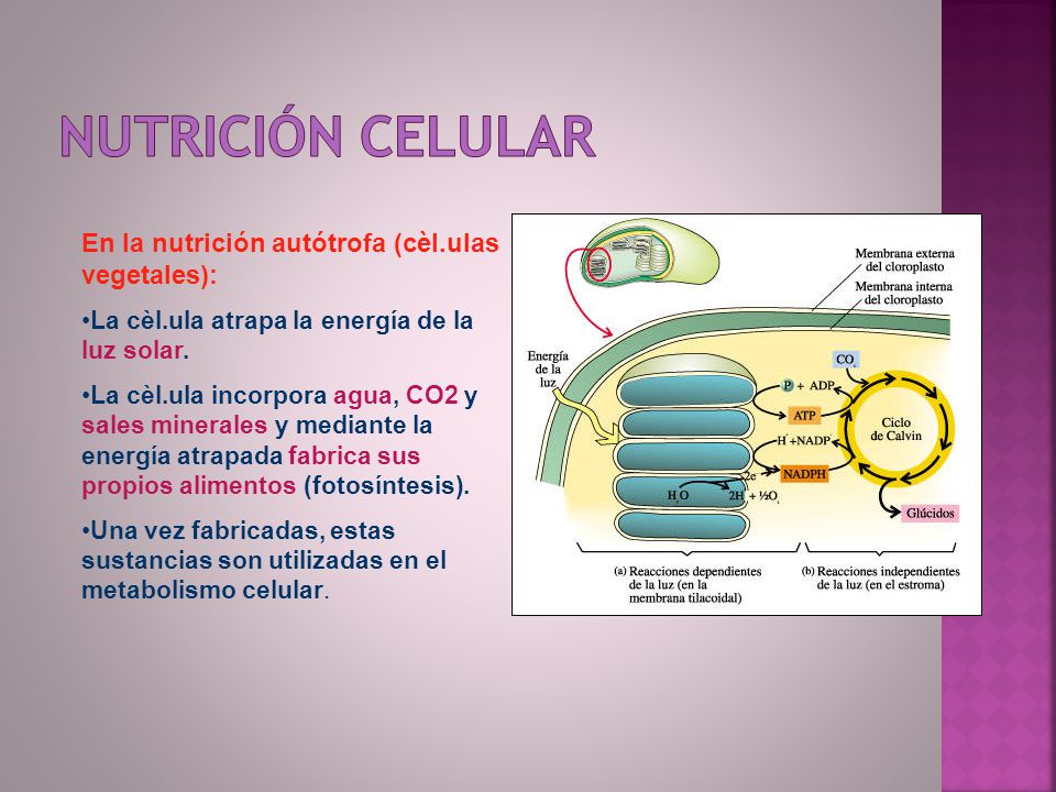 Nutrición celular En la nutrición autótrofa (cèl.ulas vegetales):