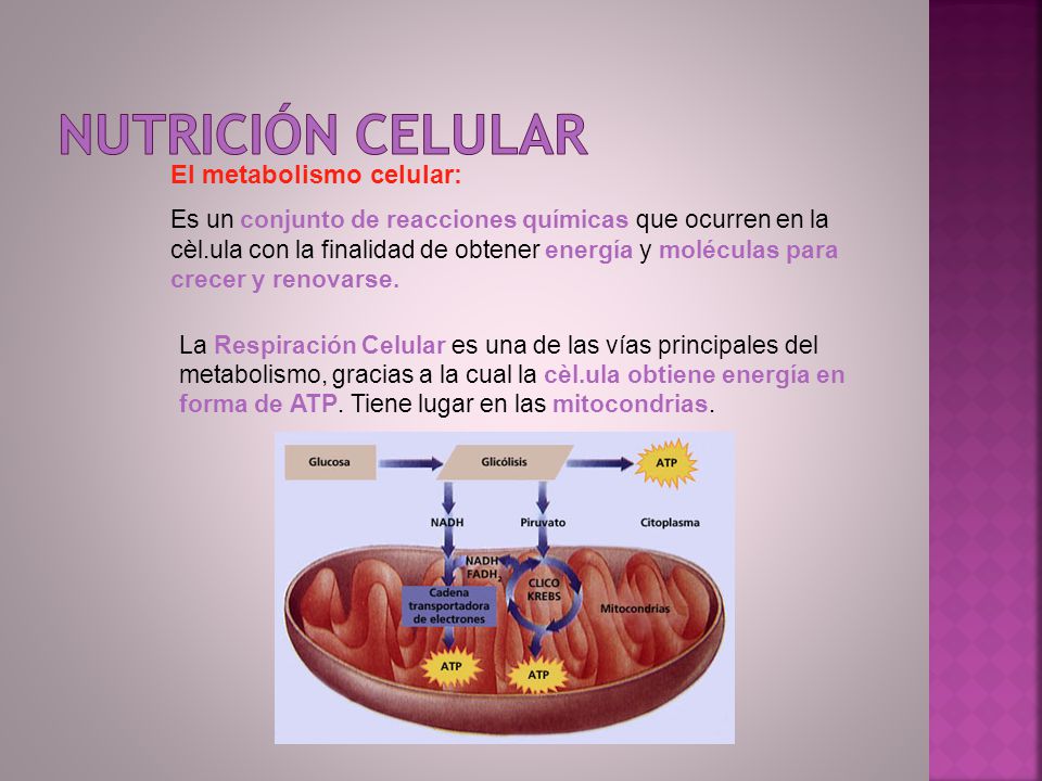 Nutrición celular El metabolismo celular:
