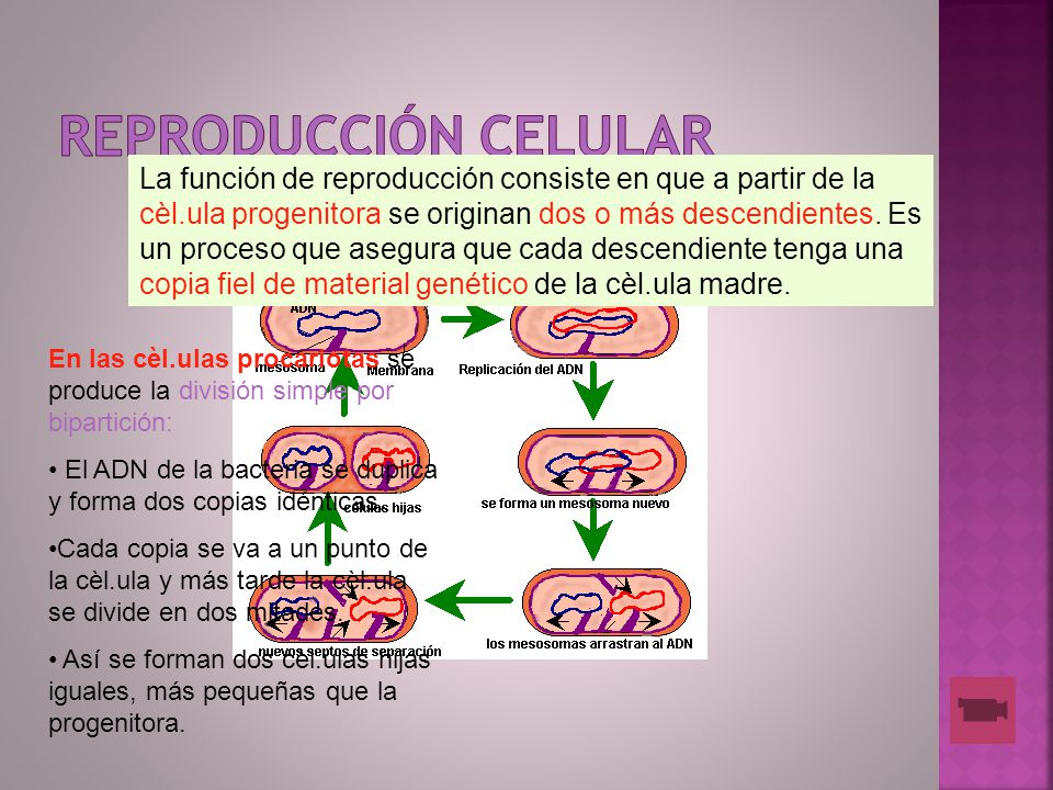 Reproducción celular