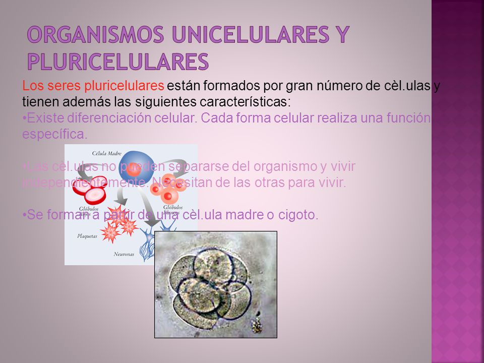 Organismos unicelulares y pluricelulares