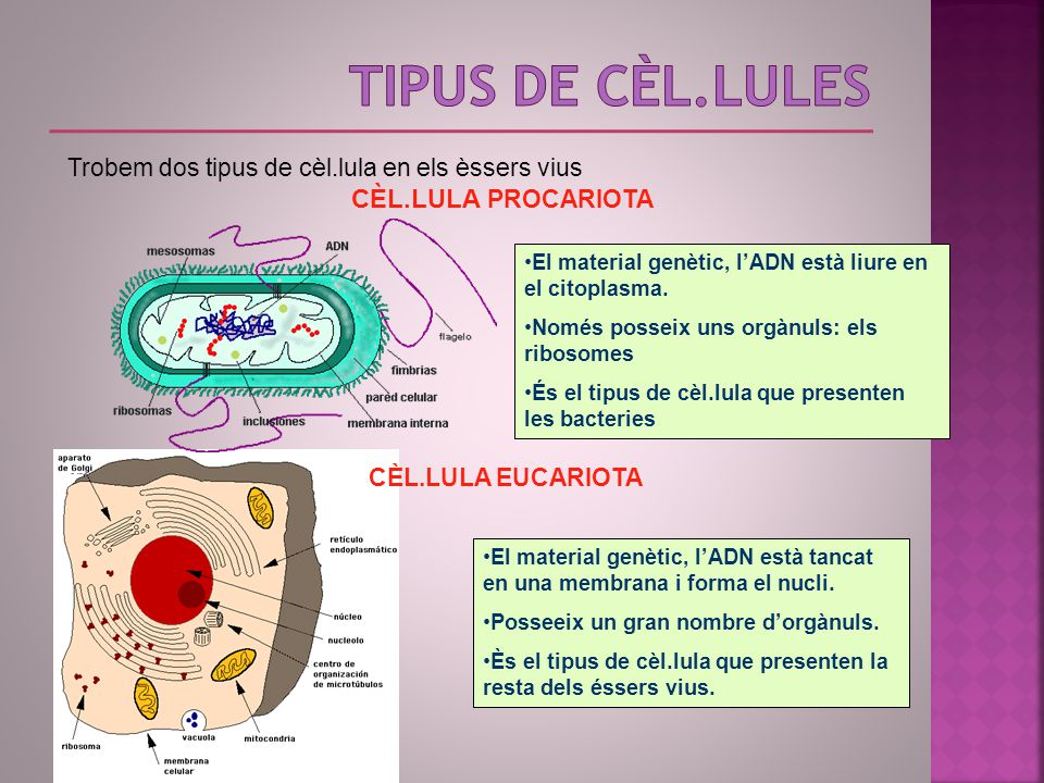 TipUs de cèl.lulEs CÈL.LULA PROCARIOTA