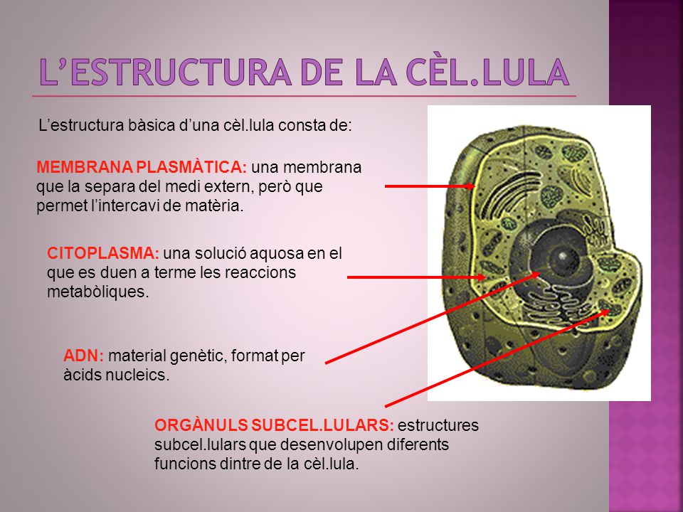 L’estructura de la cÈL.lula