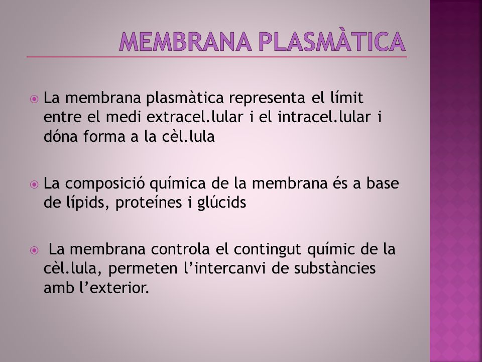 Membrana plasmàtica La membrana plasmàtica representa el límit entre el medi extracel.lular i el intracel.lular i dóna forma a la cèl.lula.
