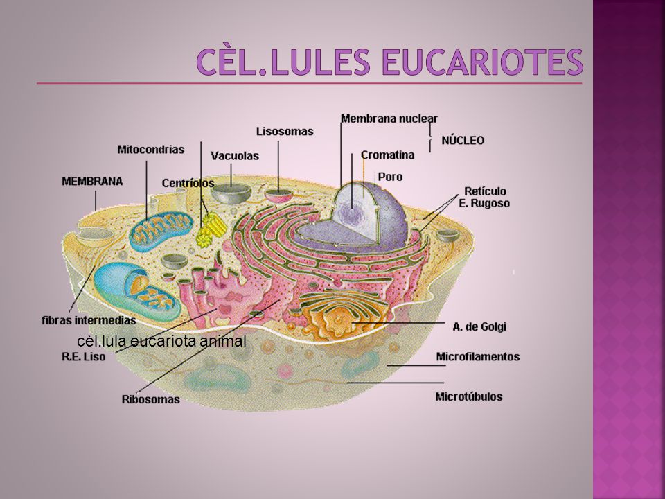 cèl.LulEs eucariotEs cèl.lula eucariota animal