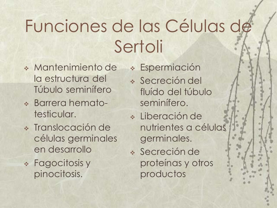 Funciones de las Células de Sertoli