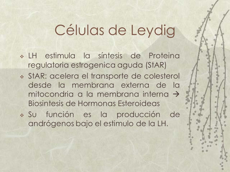 Células de Leydig LH estimula la síntesis de Proteina regulatoria estrogenica aguda (StAR)