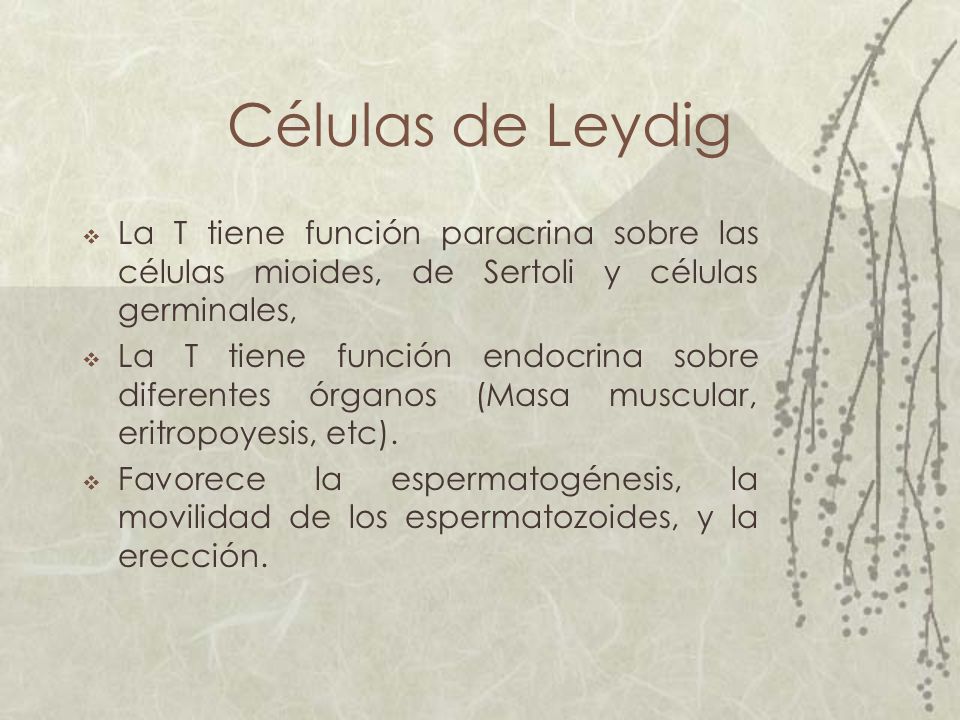 Células de Leydig La T tiene función paracrina sobre las células mioides, de Sertoli y células germinales,