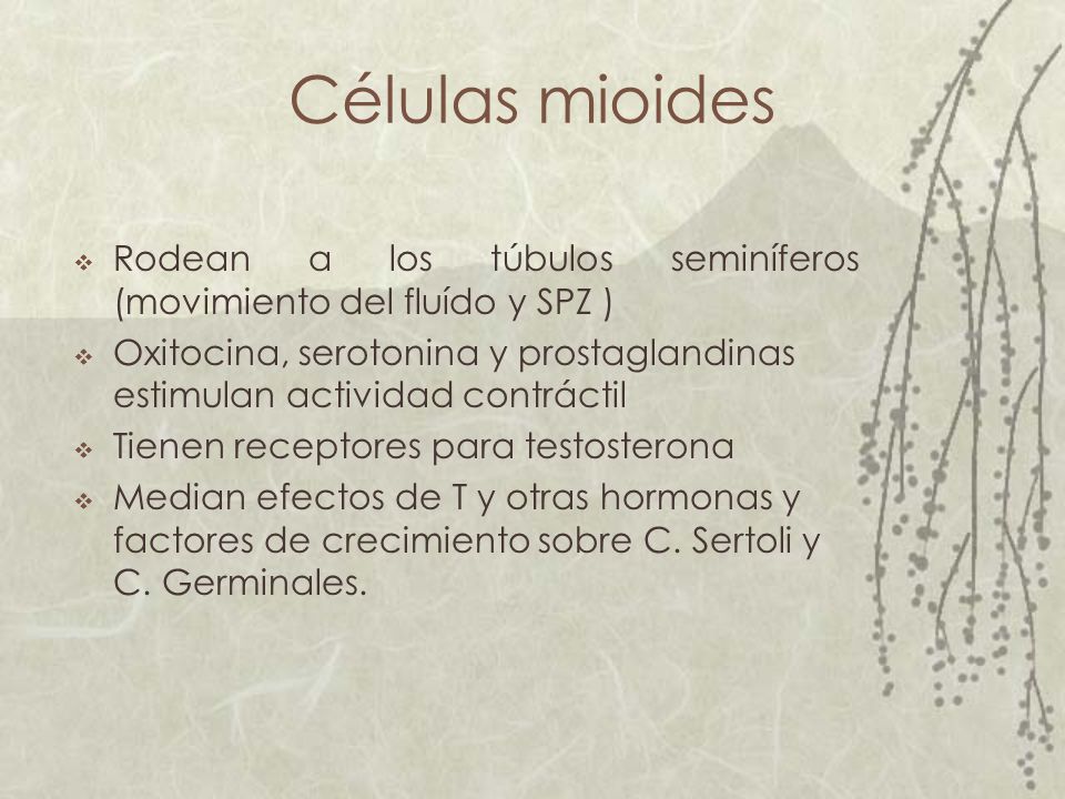 Células mioides Rodean a los túbulos seminíferos (movimiento del fluído y SPZ )