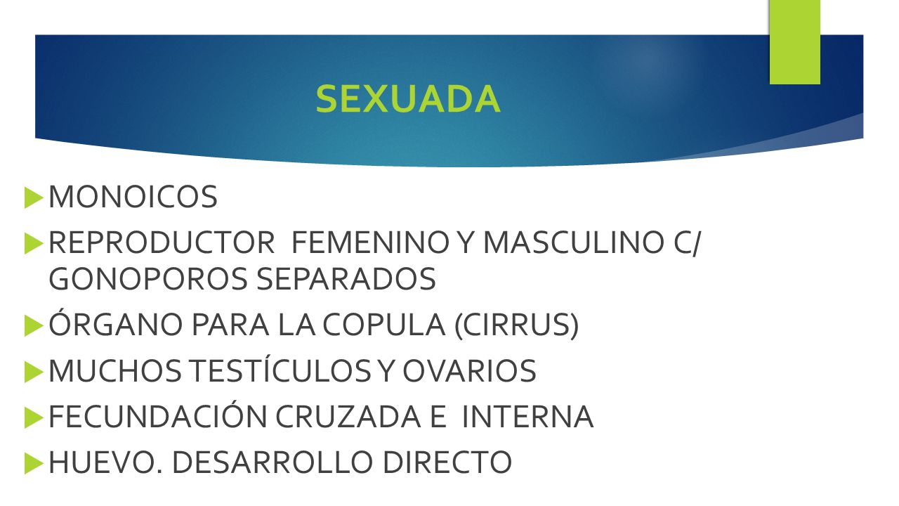 SEXUADA MONOICOS. REPRODUCTOR FEMENINO Y MASCULINO C/ GONOPOROS SEPARADOS. ÓRGANO PARA LA COPULA (CIRRUS)