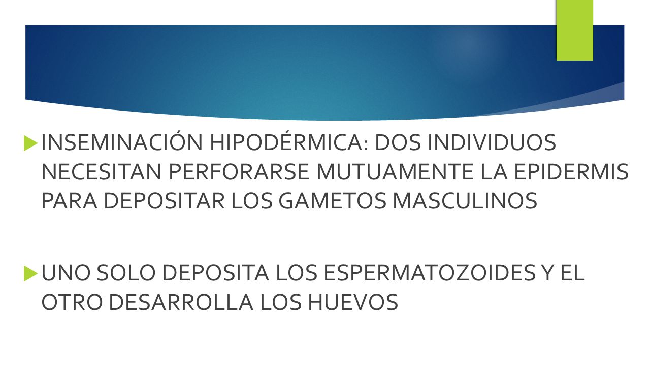 INSEMINACIÓN HIPODÉRMICA: DOS INDIVIDUOS NECESITAN PERFORARSE MUTUAMENTE LA EPIDERMIS PARA DEPOSITAR LOS GAMETOS MASCULINOS