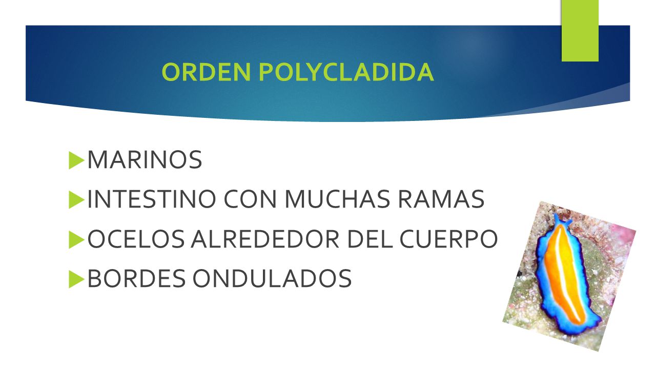 ORDEN POLYCLADIDA MARINOS INTESTINO CON MUCHAS RAMAS OCELOS ALREDEDOR DEL CUERPO BORDES ONDULADOS