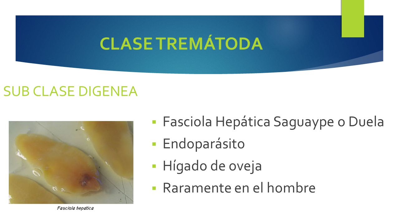 CLASE TREMÁTODA SUB CLASE DIGENEA Fasciola Hepática Saguaype o Duela