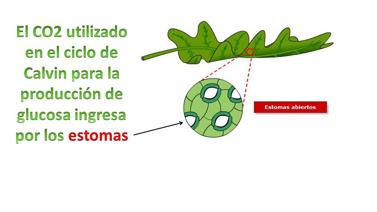 El CO2 utilizado en el ciclo de Calvin para la producción de glucosa ingresa por los estomas