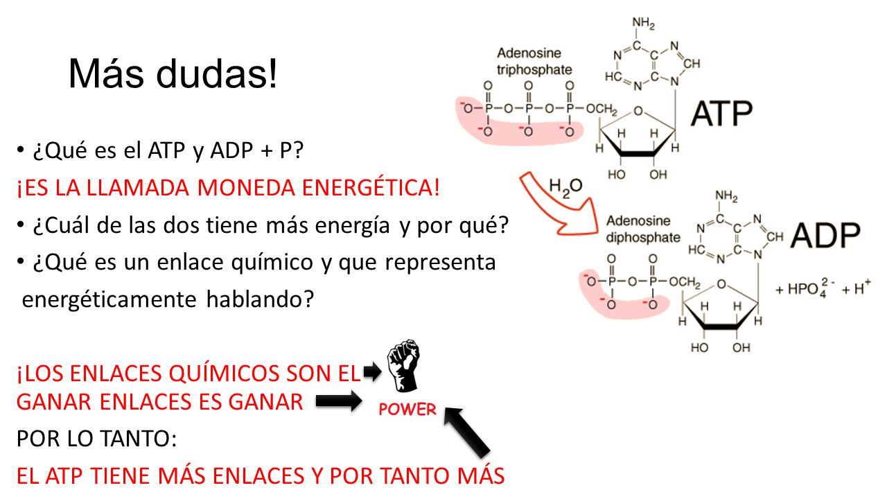 Más dudas! ¿Qué es el ATP y ADP + P ¡ES LA LLAMADA MONEDA ENERGÉTICA!