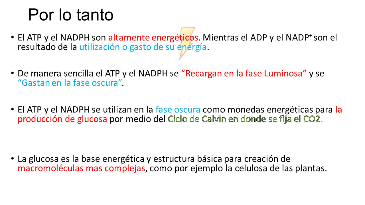 Por lo tanto El ATP y el NADPH son altamente energéticos. Mientras el ADP y el NADP+ son el resultado de la utilización o gasto de su energía.