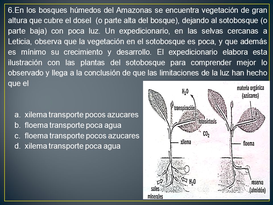 6.En los bosques húmedos del Amazonas se encuentra vegetación de gran altura que cubre el dosel (o parte alta del bosque), dejando al sotobosque (o parte baja) con poca luz. Un expedicionario, en las selvas cercanas a Leticia, observa que la vegetación en el sotobosque es poca, y que además es mínimo su crecimiento y desarrollo. El expedicionario elabora esta ilustración con las plantas del sotobosque para comprender mejor lo observado y llega a la conclusión de que las limitaciones de la luz han hecho que el