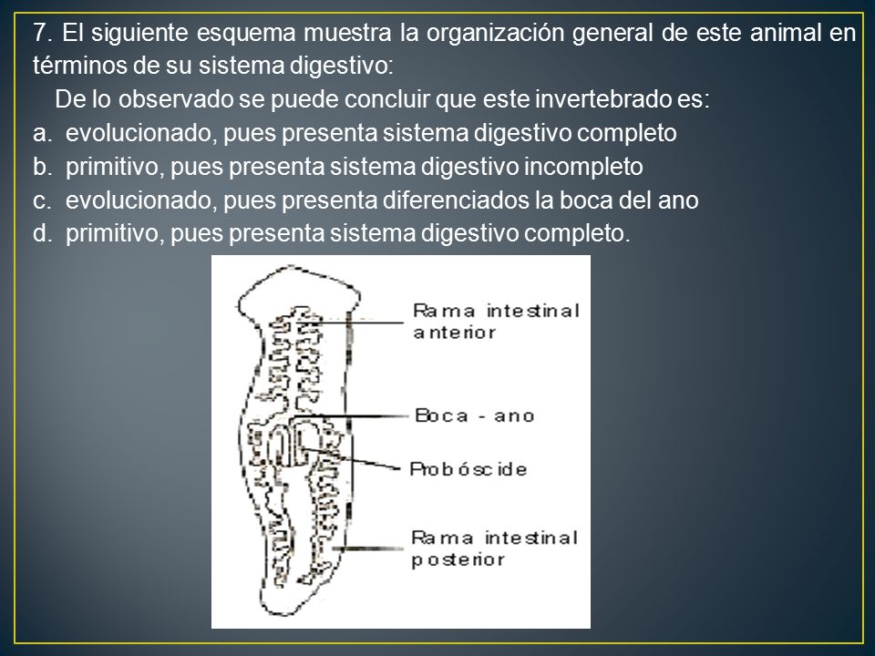 7. El siguiente esquema muestra la organización general de este animal en términos de su sistema digestivo: