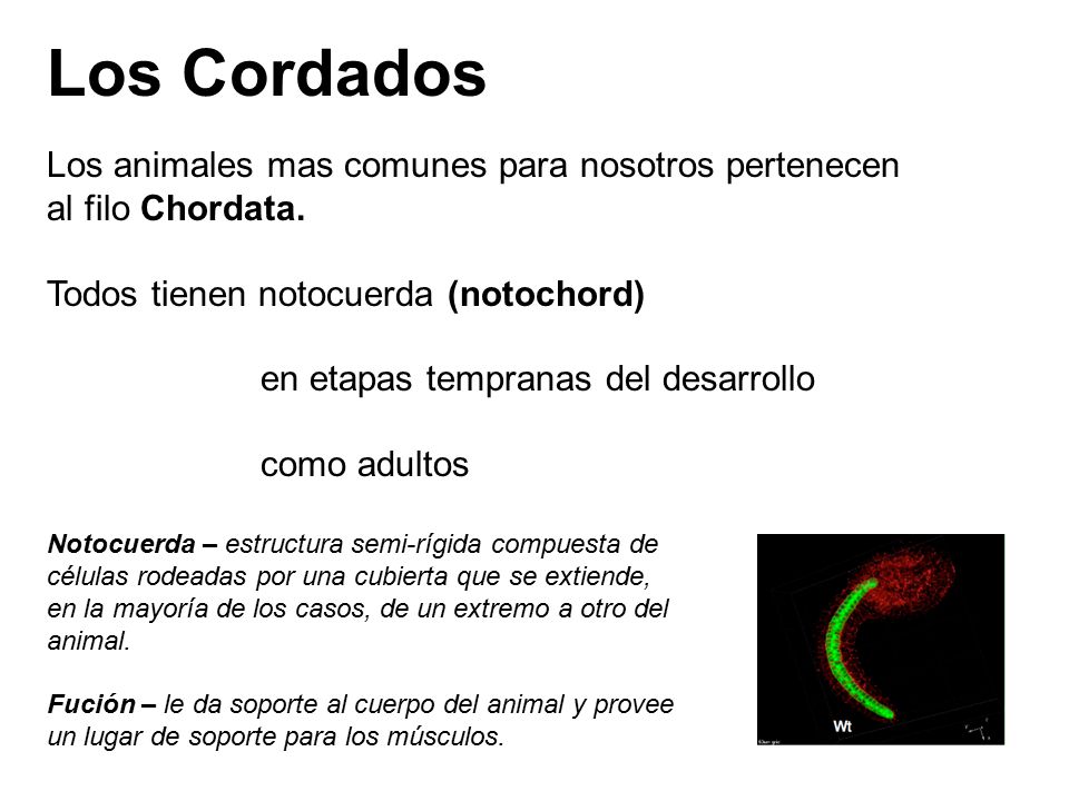 Los Cordados Los animales mas comunes para nosotros pertenecen